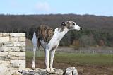 WHIPPET 392